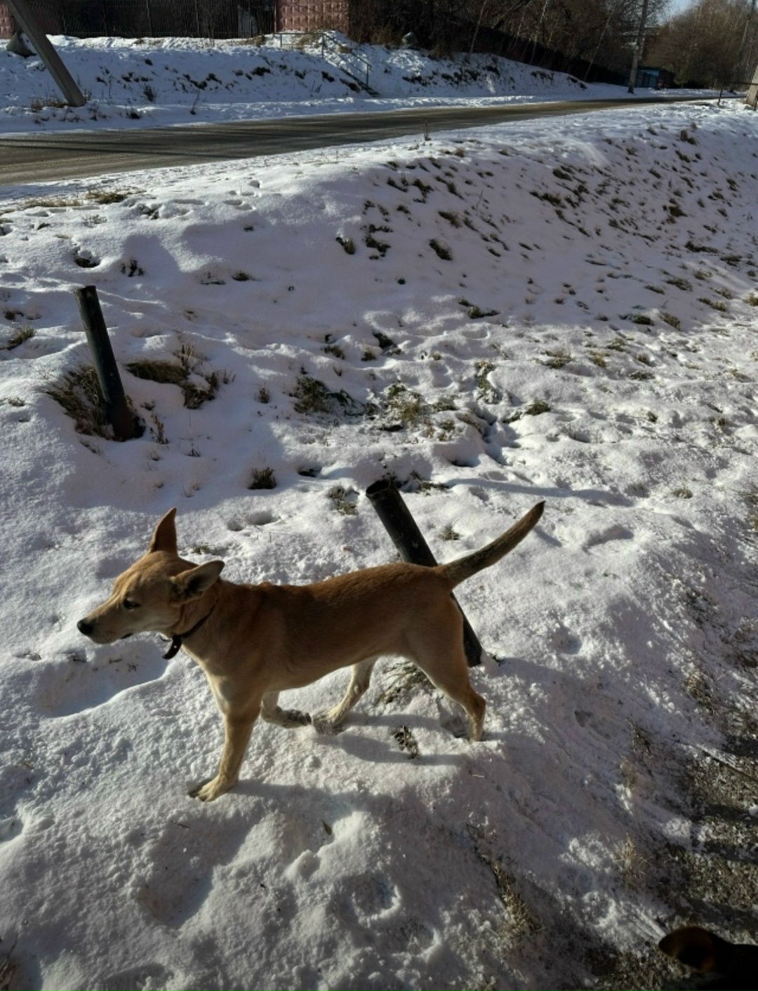 Пропала собака в Иркутске — фото объявления