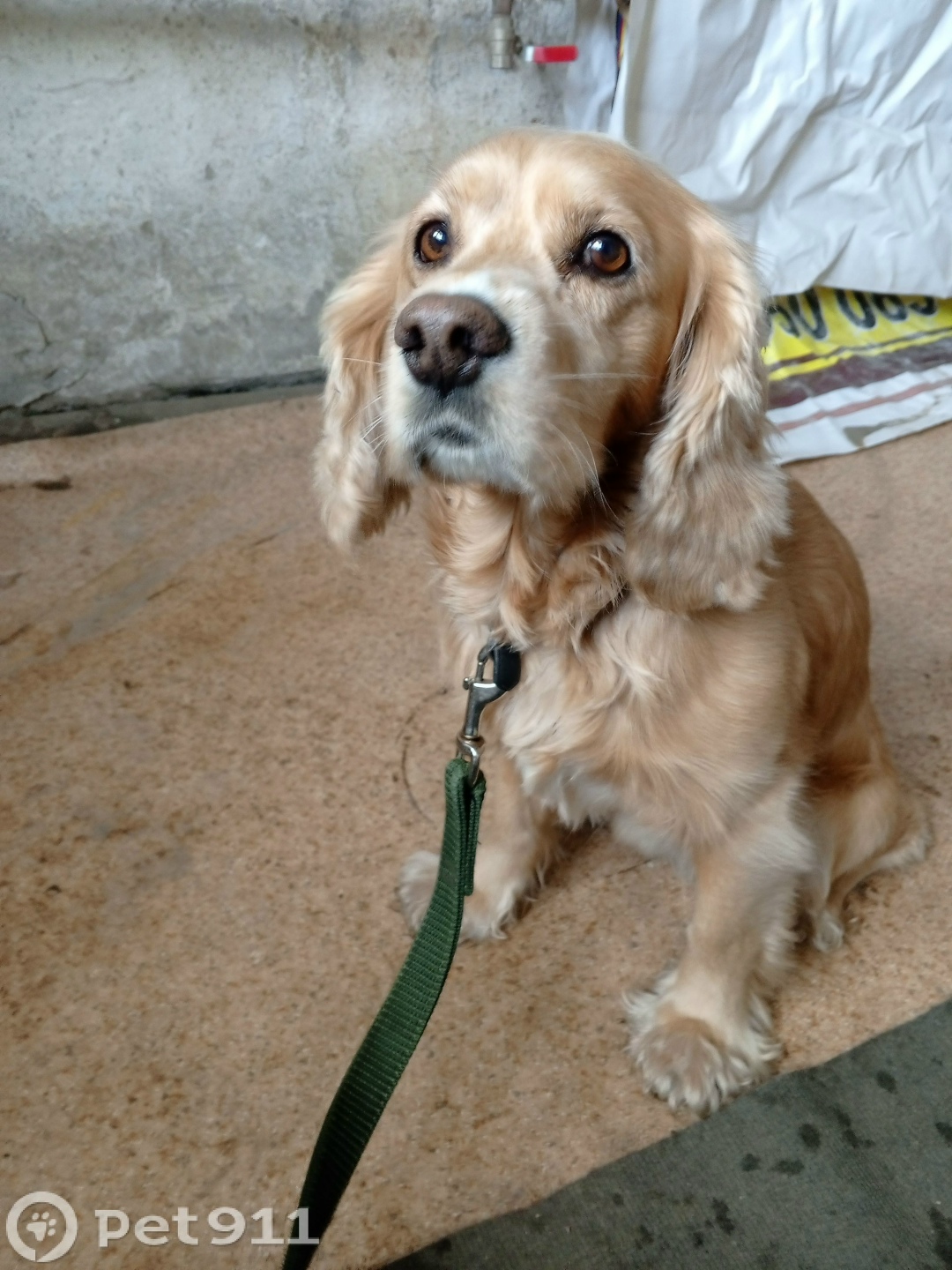 Найдена собака в Иркутске — фото объявления