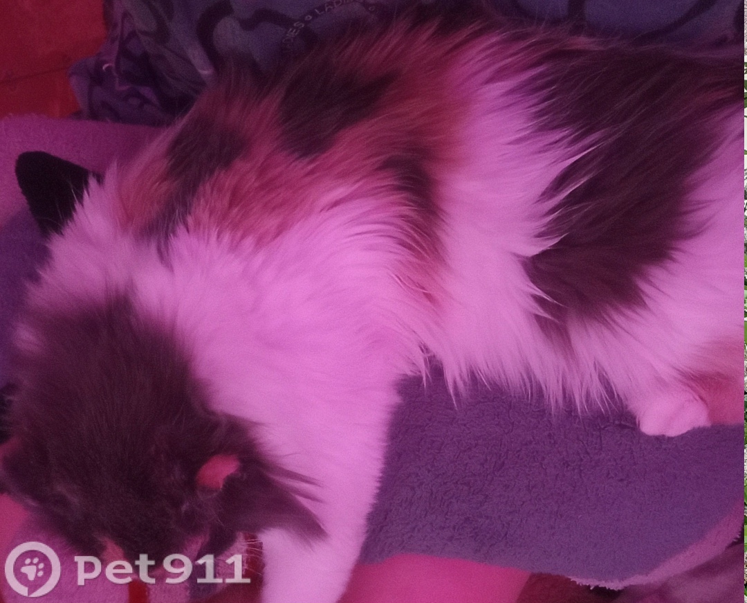 Найдена кошка в Иркутске — фото объявления