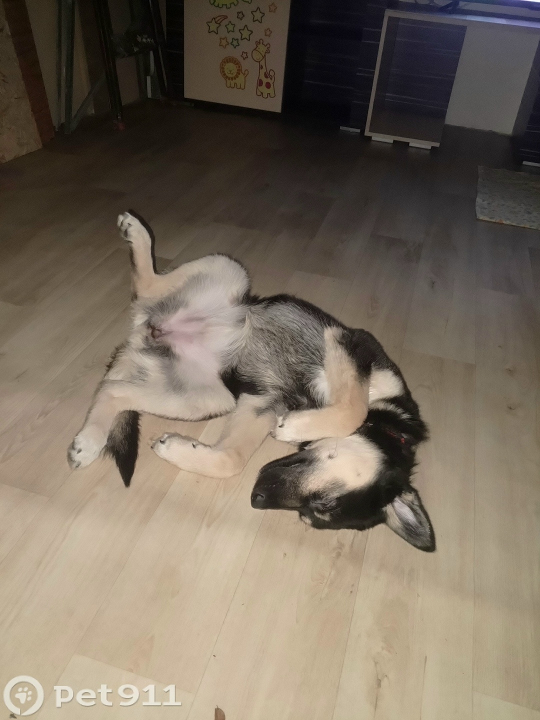 Пропала собака в Иркутске — фото объявления