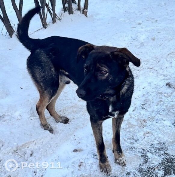 Найдена собака в Иркутске — фото объявления