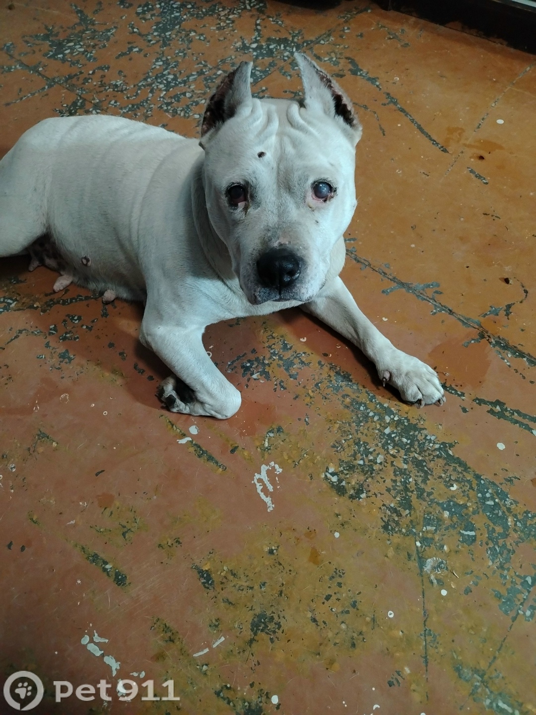 Найдена собака в Иркутске — фото объявления