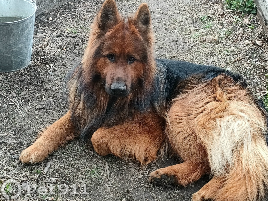 Пропала собака в Иркутске — фото объявления