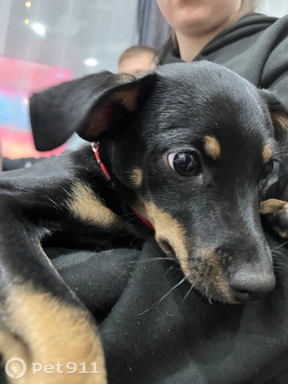 Пропала собака в Иркутске — фото объявления