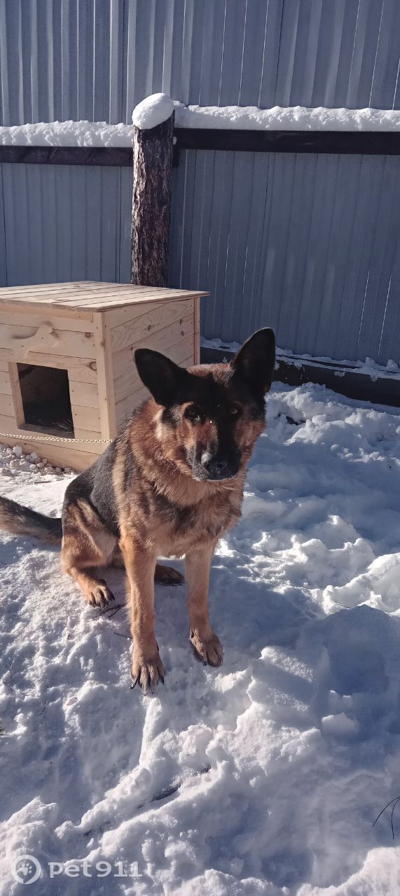 Найдена собака в Иркутске — фото объявления