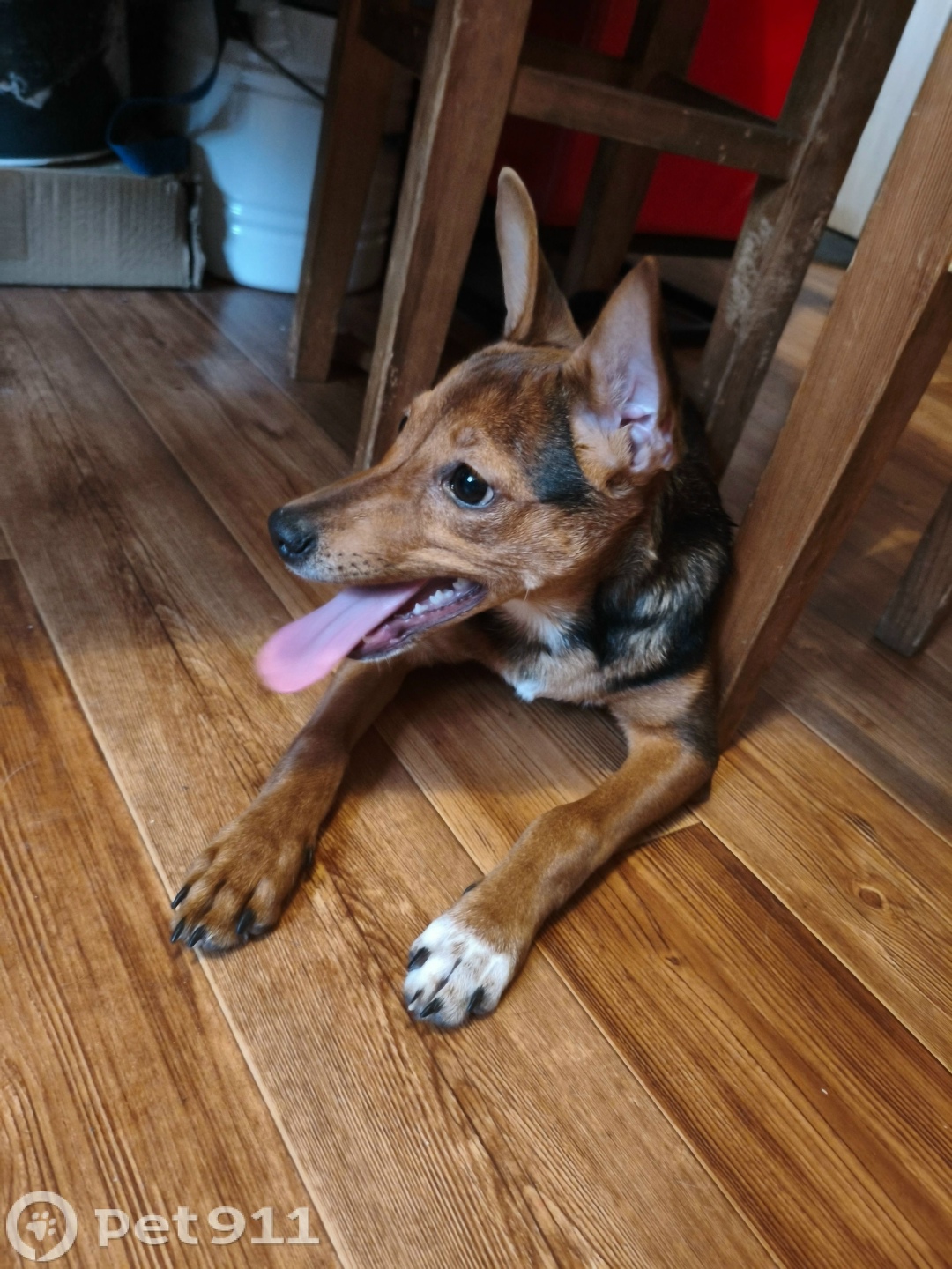 Найдена собака в Иркутске — фото объявления