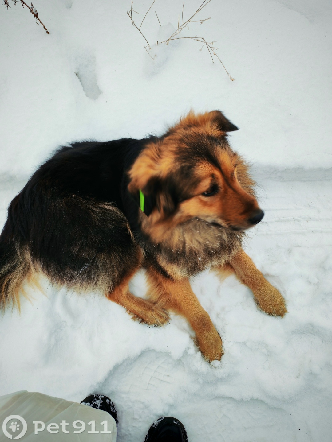 Найдена собака в Иркутске — фото объявления