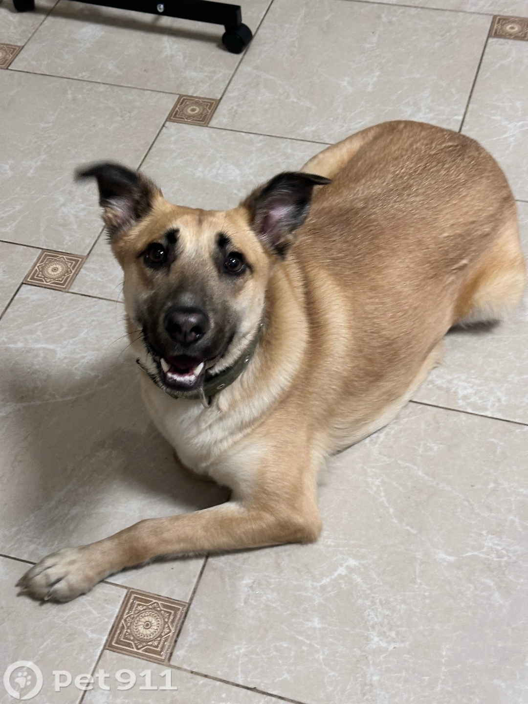 Найдена собака в Иркутске — фото объявления