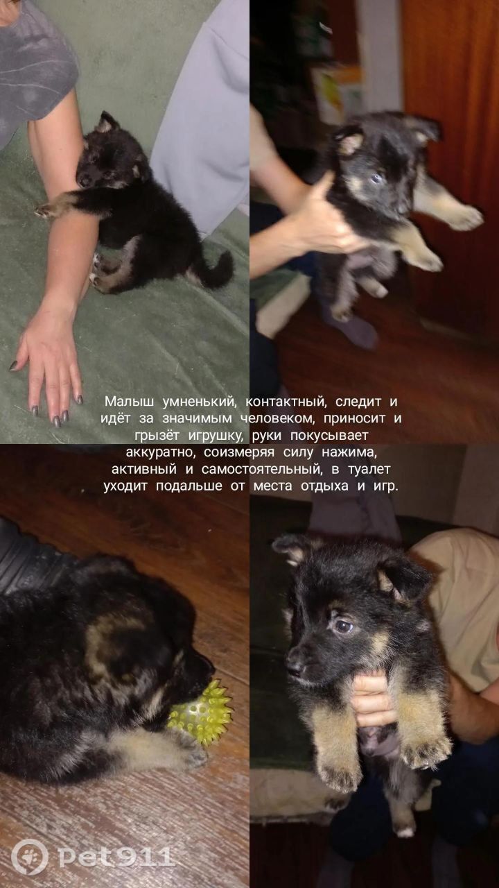 Найдена собака в Иркутске — фото объявления