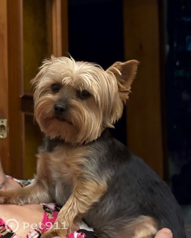 Пропала собака в Иркутске — фото объявления