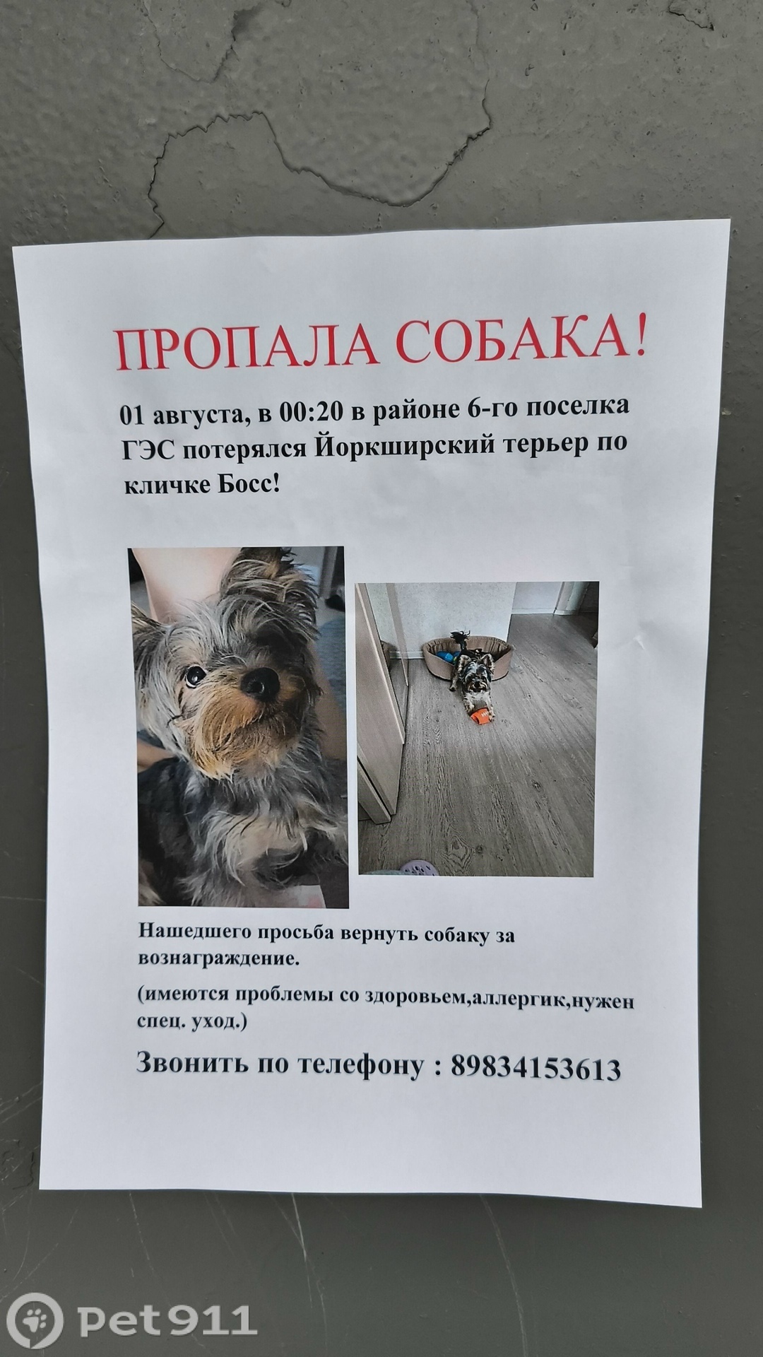 Пропала собака в Иркутске — фото объявления