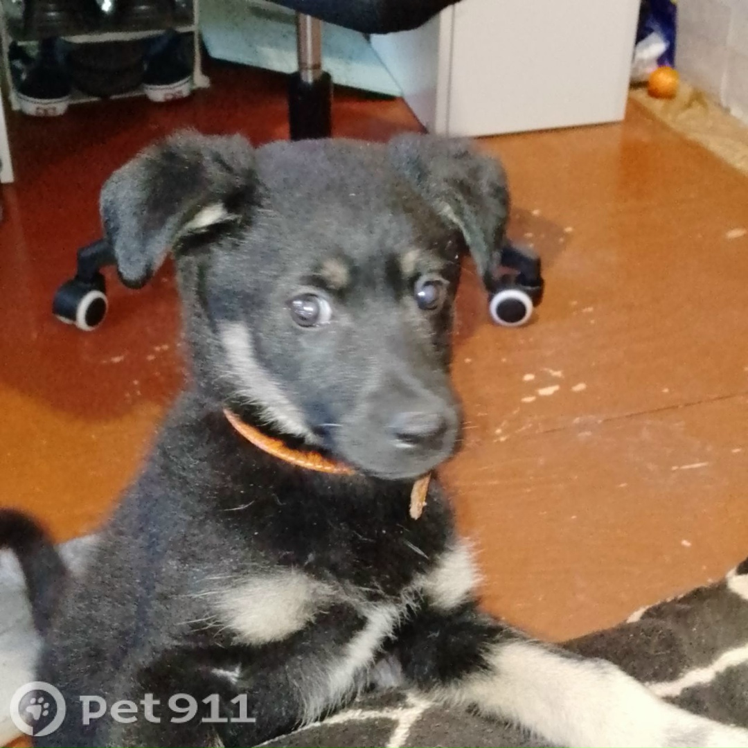 Найдена собака в Иркутске — фото объявления