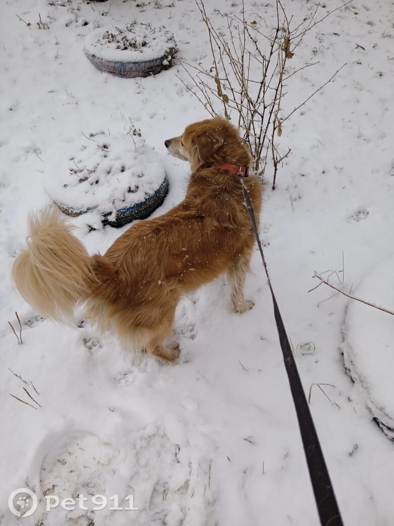 Пропала собака в Иркутске — фото объявления