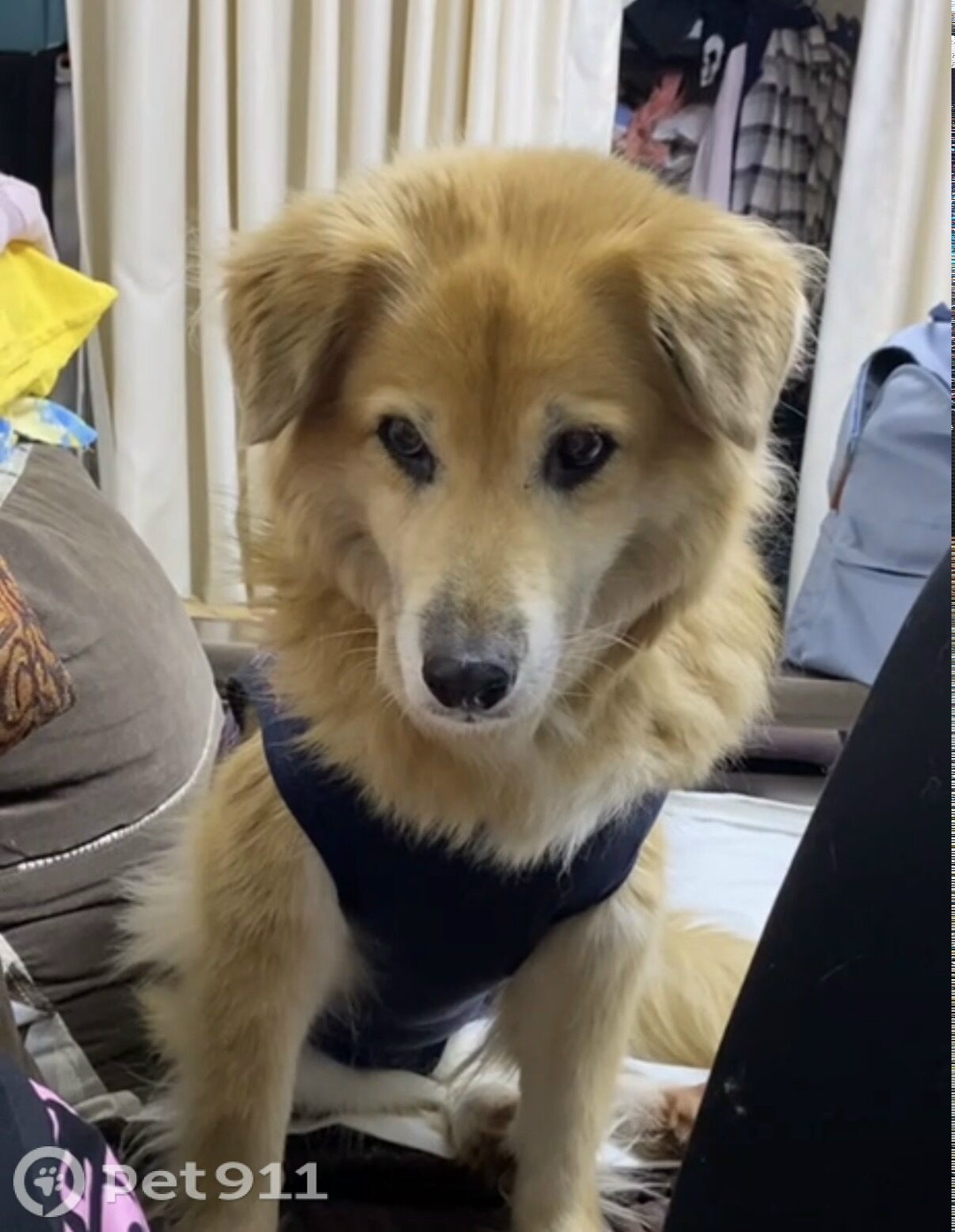 Пропала собака в Иркутске — фото объявления