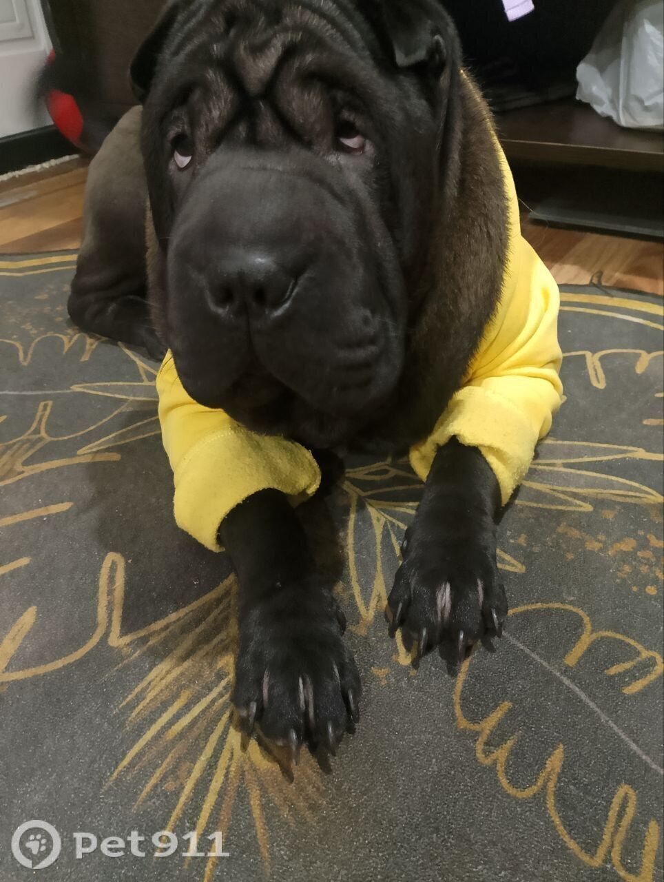 Пропала собака в Иркутске — фото объявления