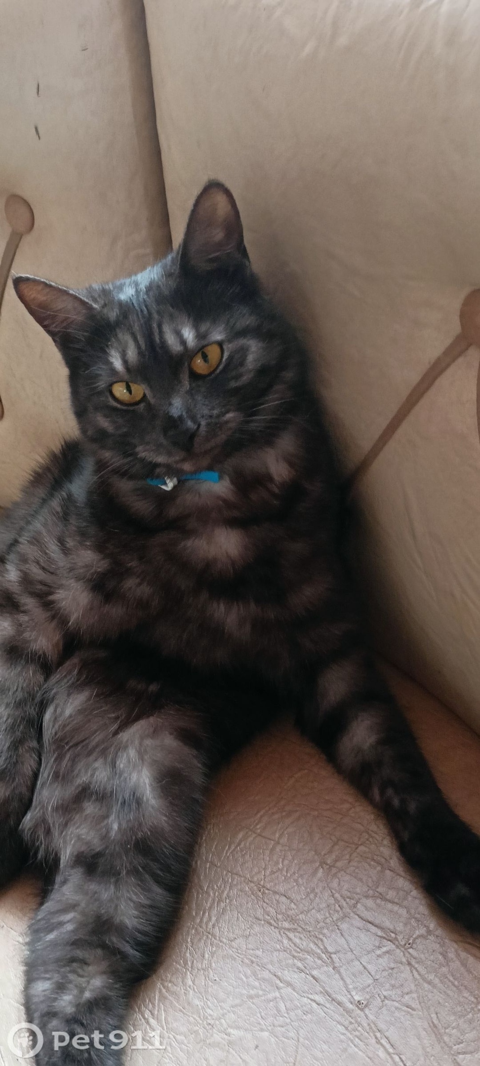 Пропала кошка в Иркутске — фото объявления