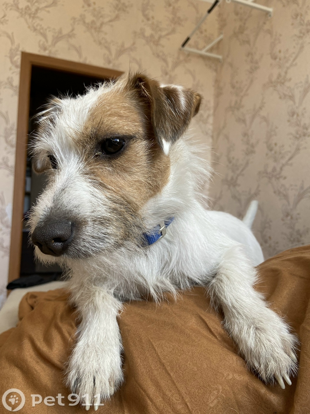 Пропала собака в Иркутске — фото объявления