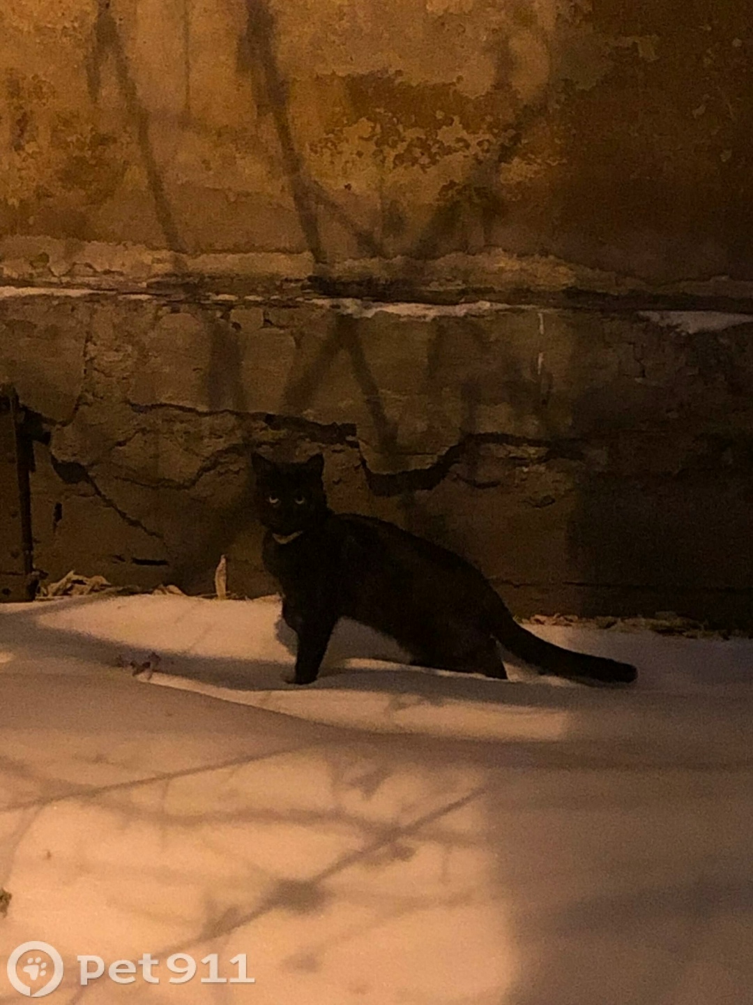 Найдена кошка в Иркутске — фото объявления