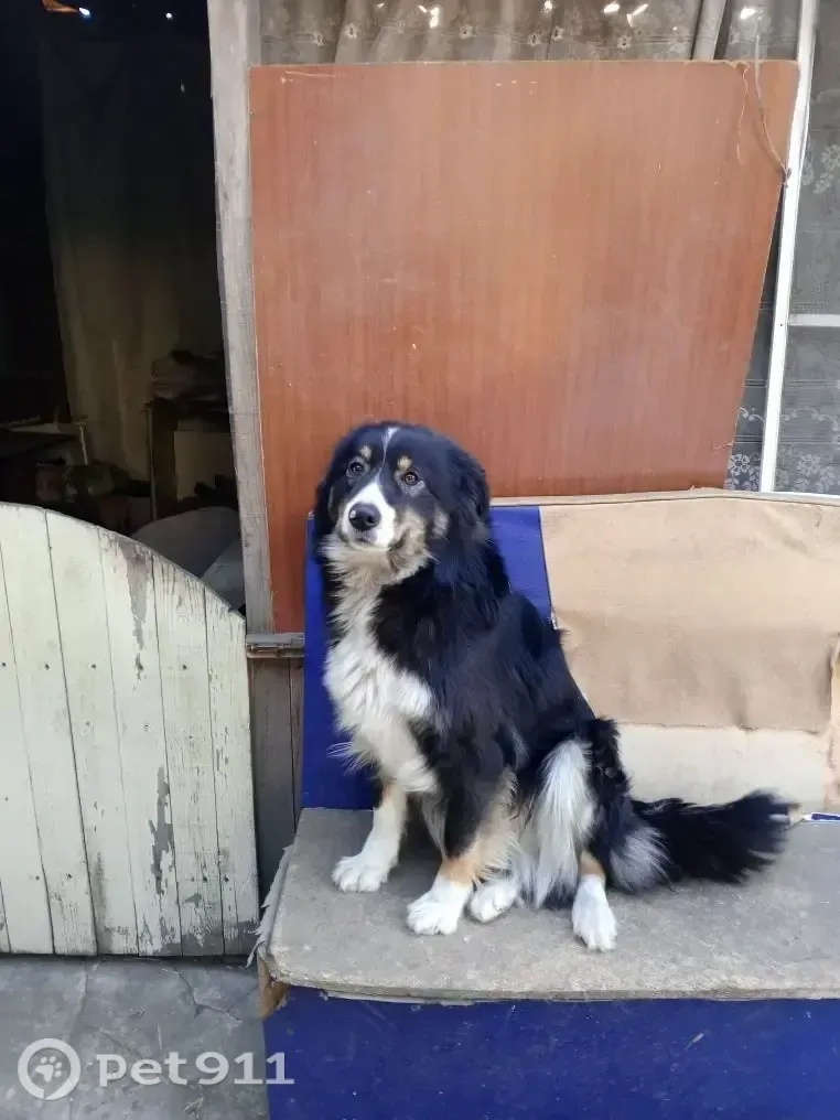 Пропала собака в Иркутске — фото объявления