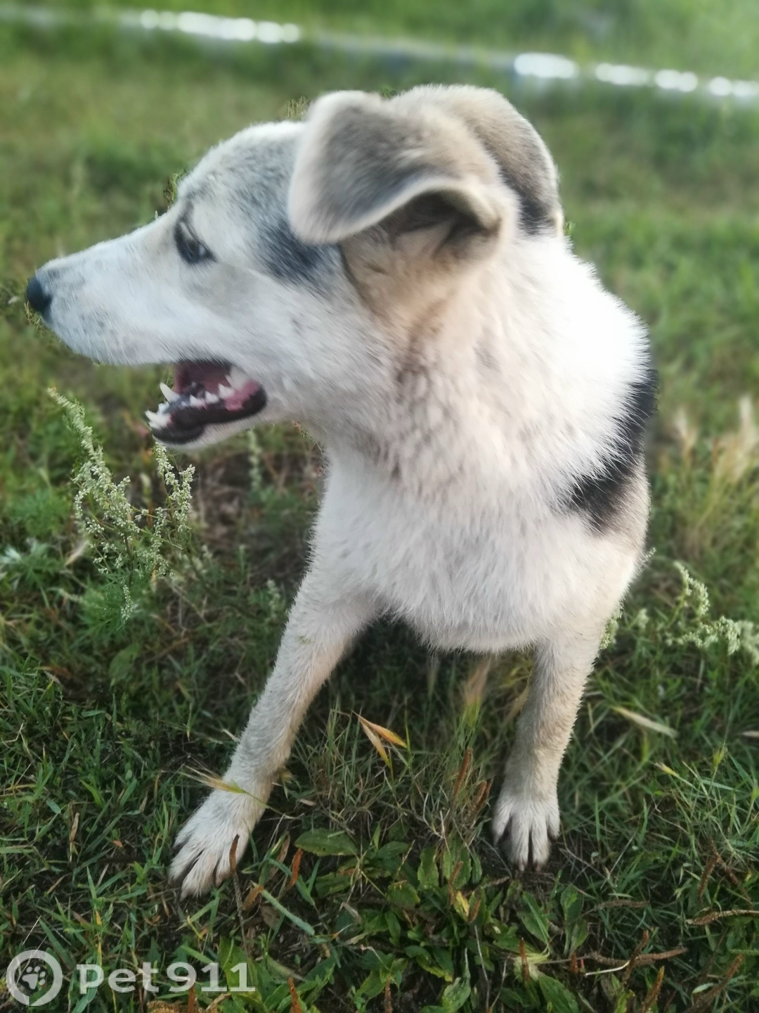 Найдена собака в Иркутске — фото объявления