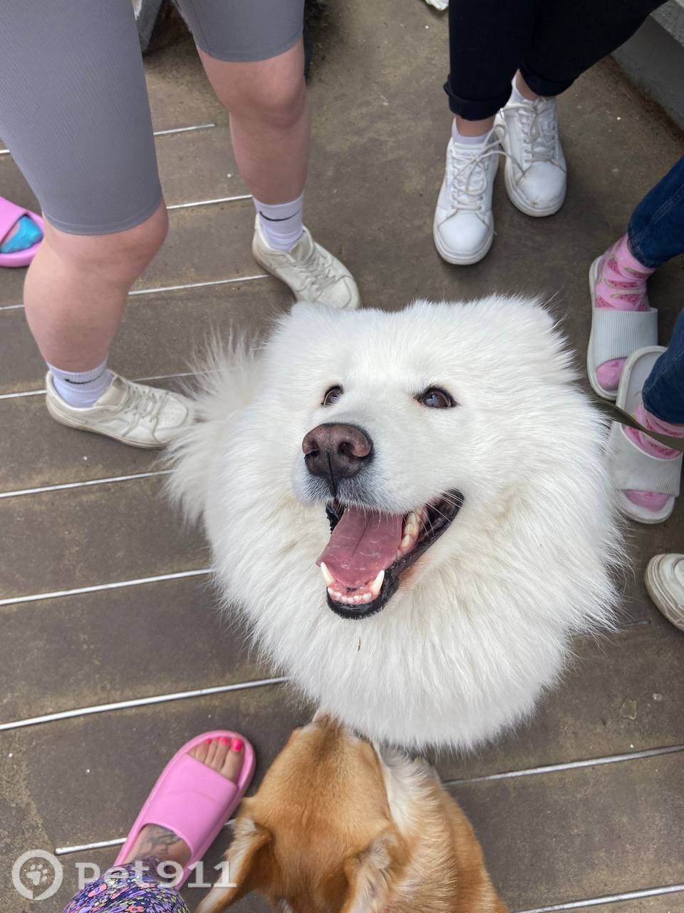 Пропала собака в Иркутске — фото объявления