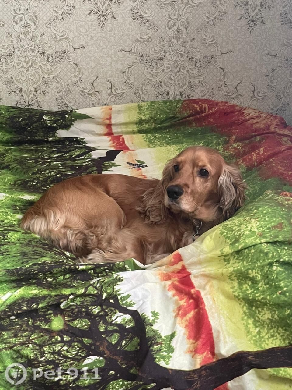 Пропала собака в Иркутске — фото объявления