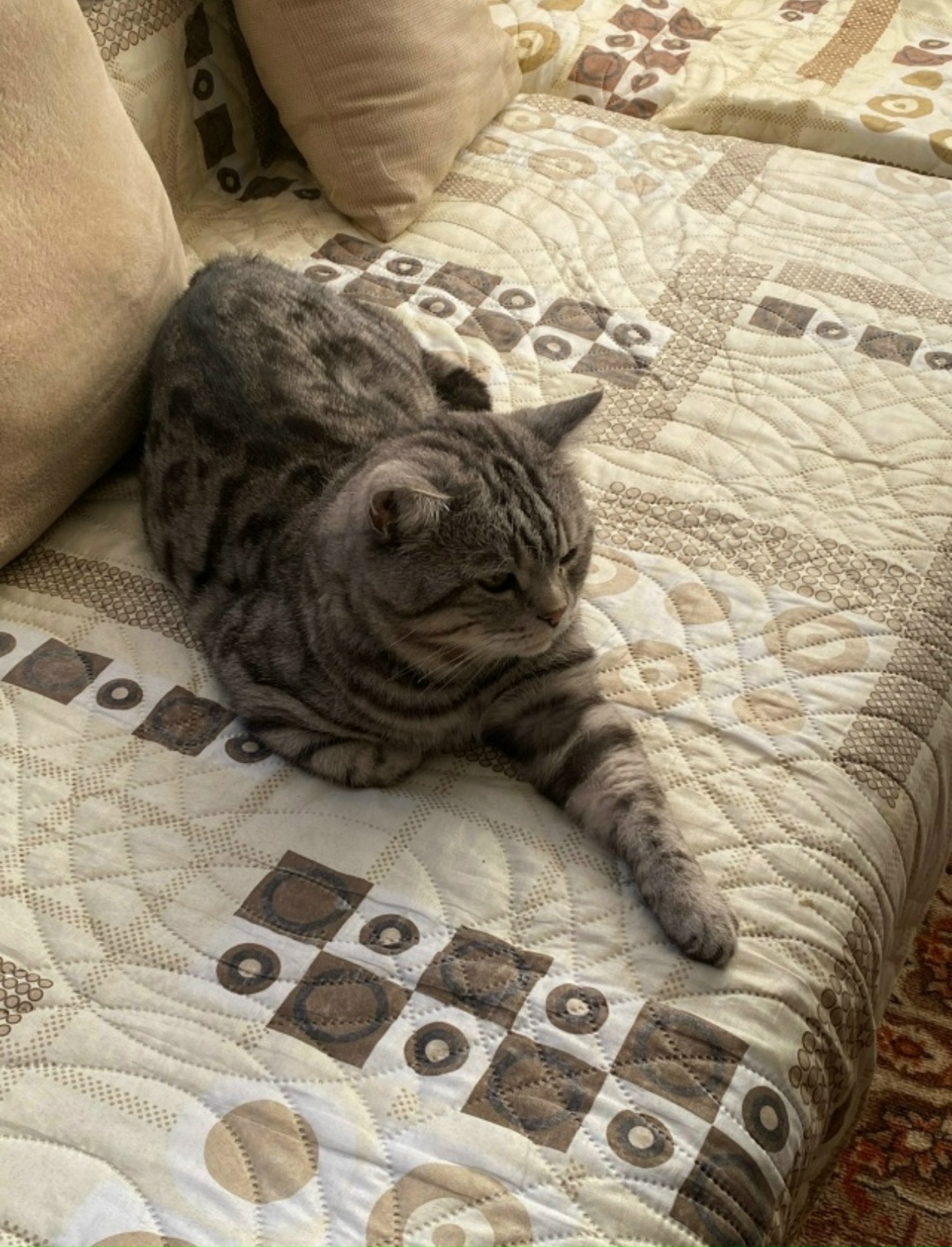 Пропала кошка в Иркутске — фото объявления