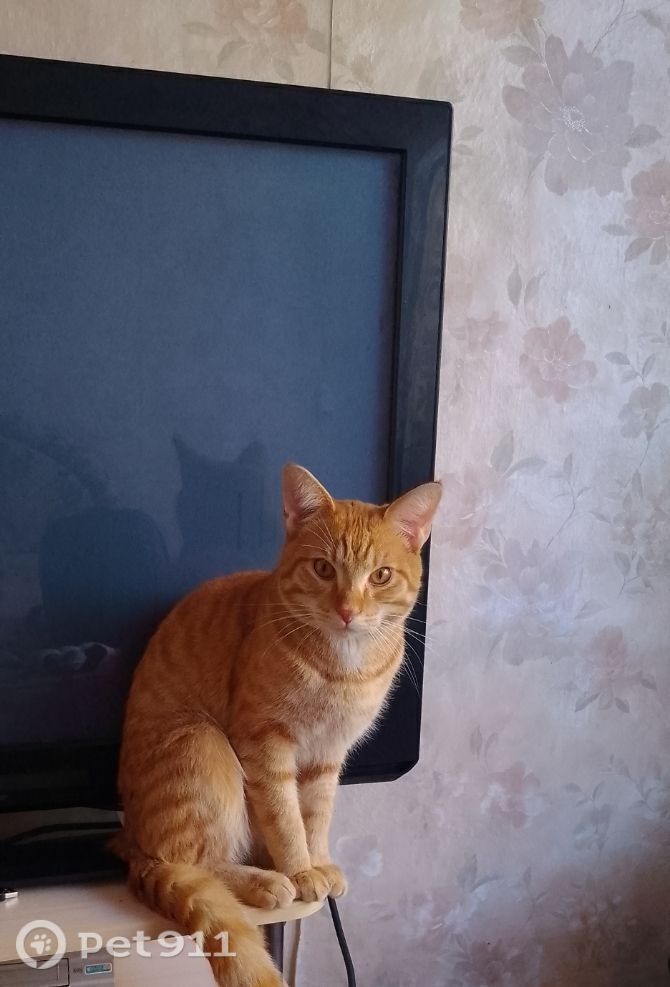 Пропала собака в Иркутске — фото объявления