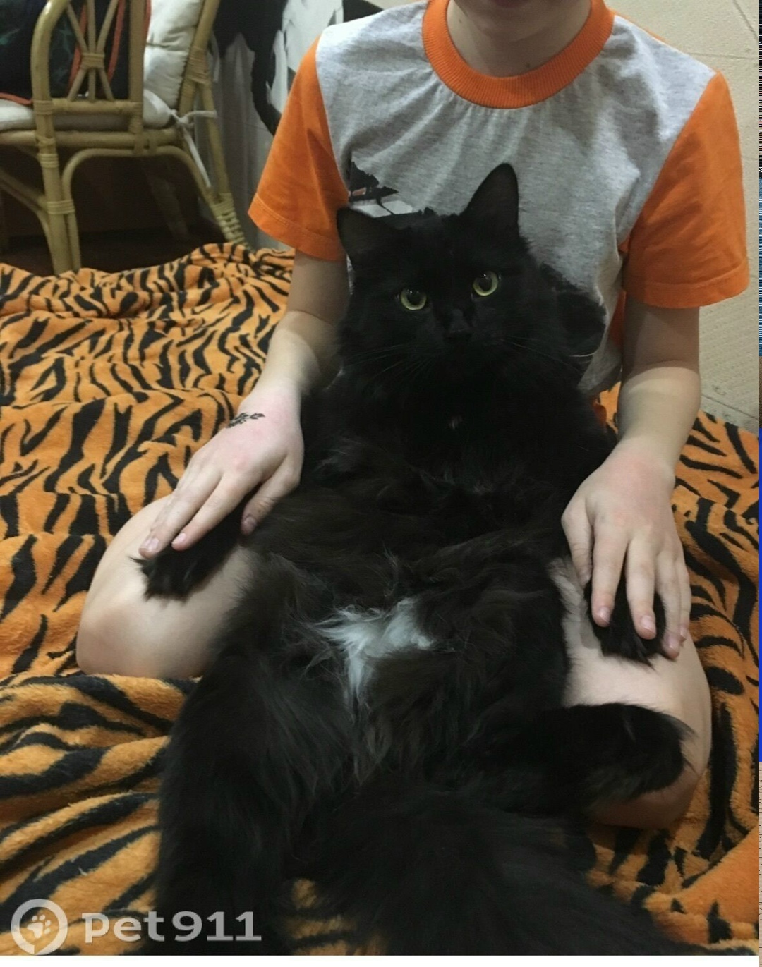 Пропала кошка в Иркутске — фото объявления