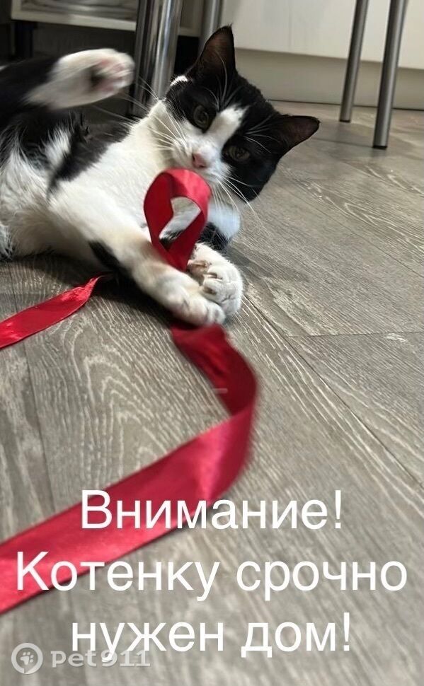 Найдена кошка в Иркутске — фото объявления