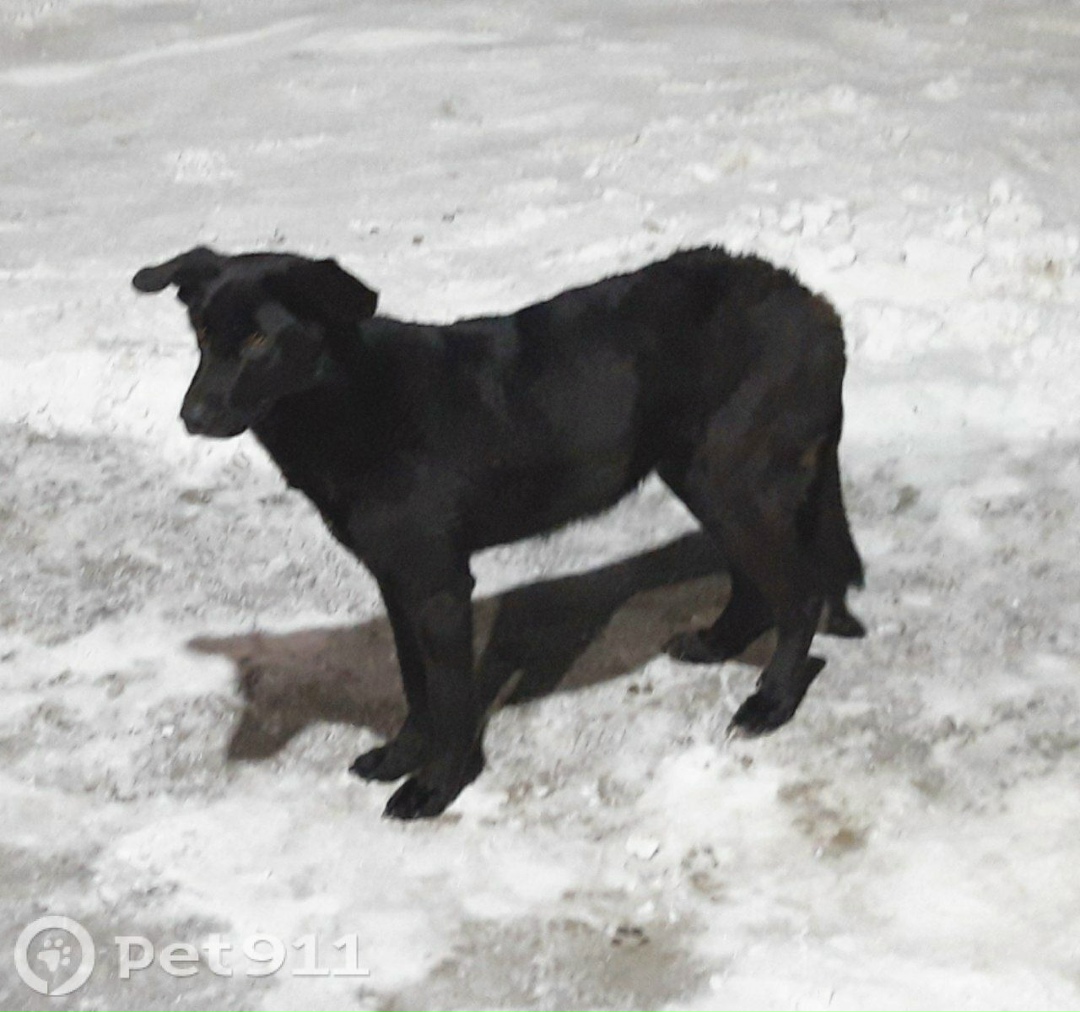 Найдена собака в Иркутске — фото объявления