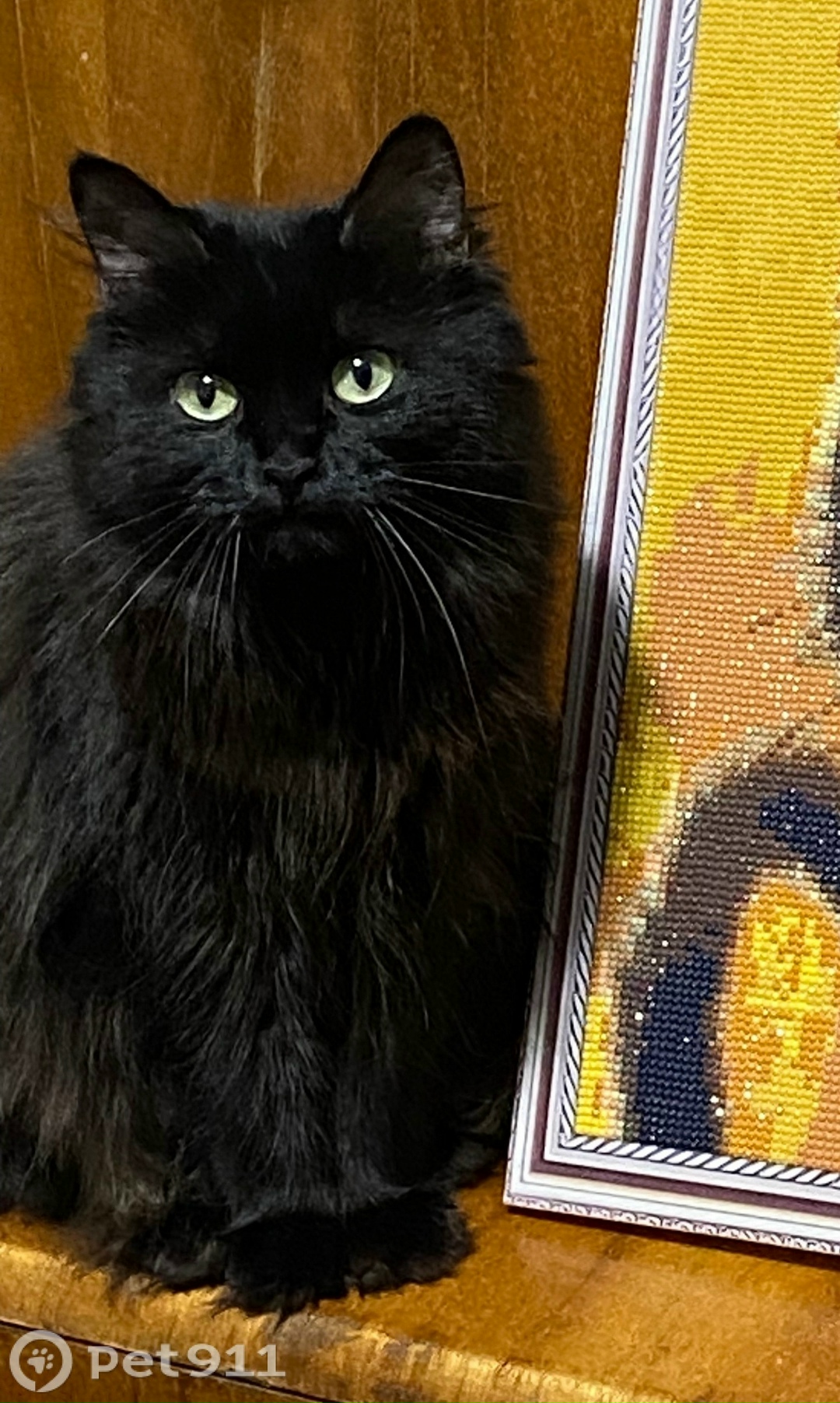 Пропала кошка в Иркутске — фото объявления