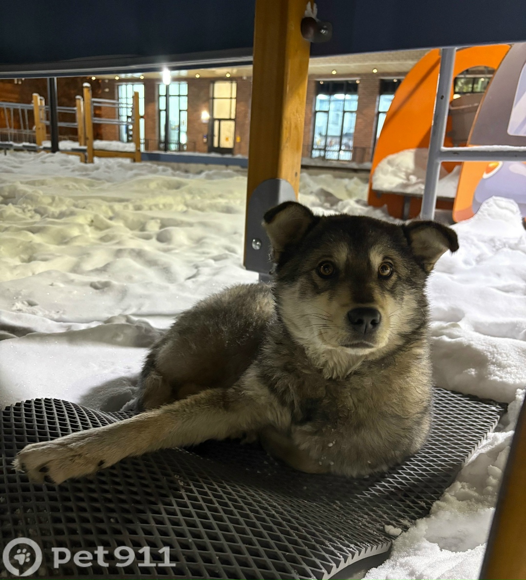 Найдена собака в Иркутске — фото объявления