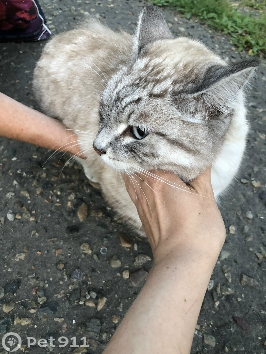 Найдена кошка в Иркутске — фото объявления