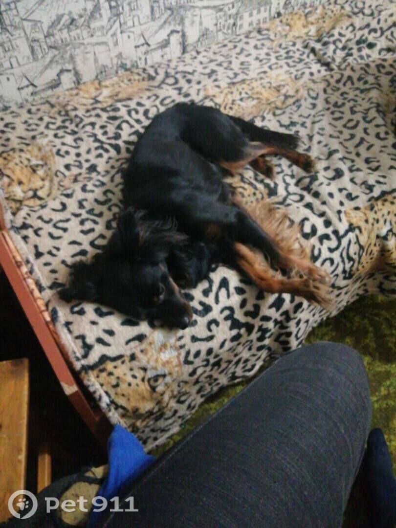 Пропала собака в Иркутске — фото объявления