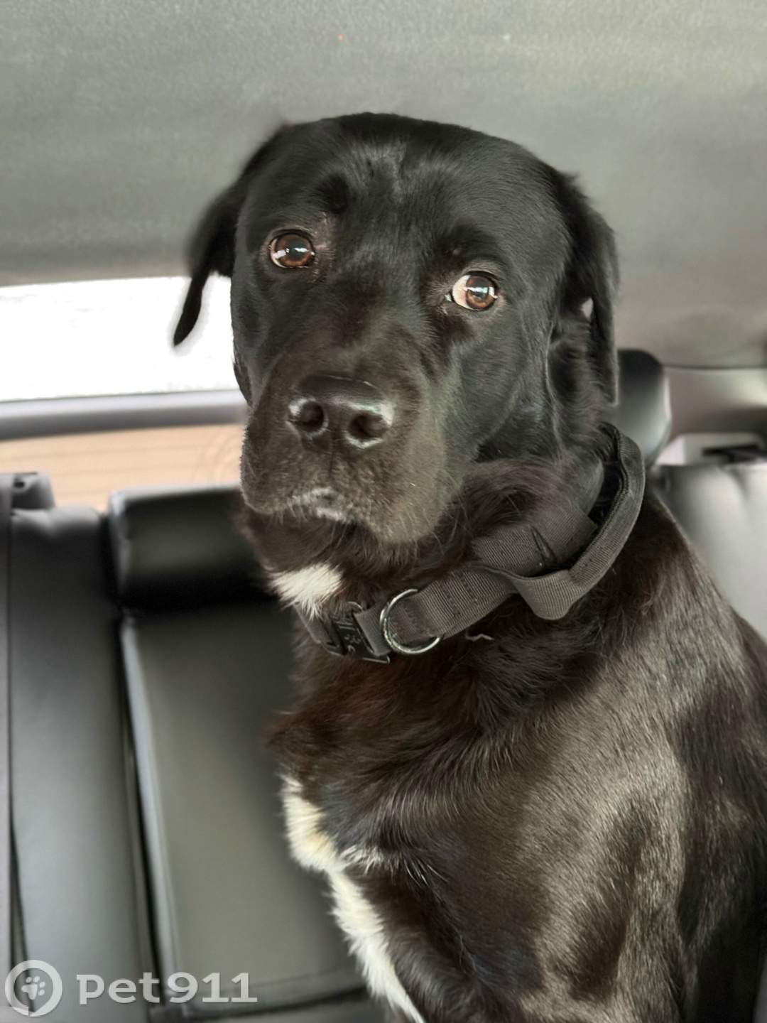 Найдена собака в Иркутске — фото объявления