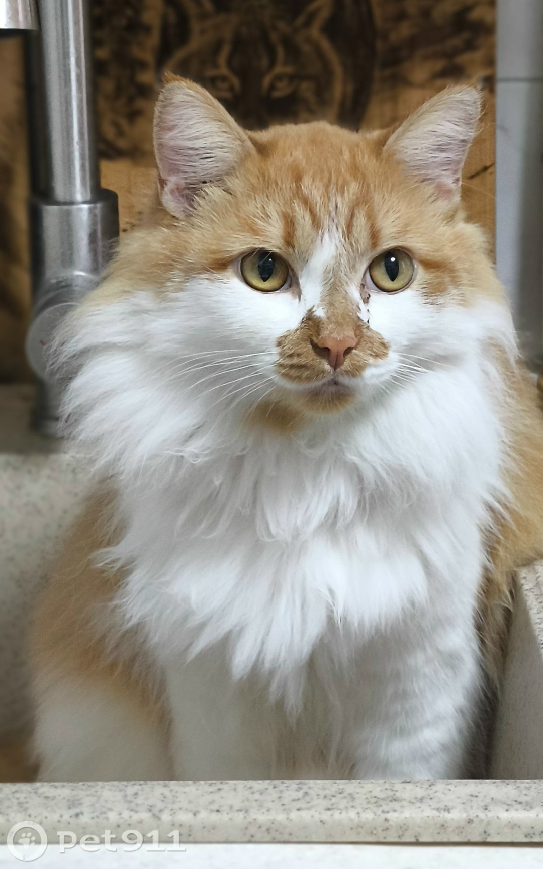 Пропала кошка в Иркутске — фото объявления