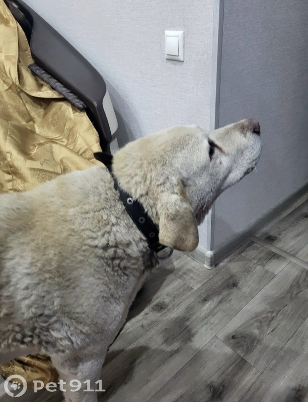 Найдена собака в Иркутске — фото объявления