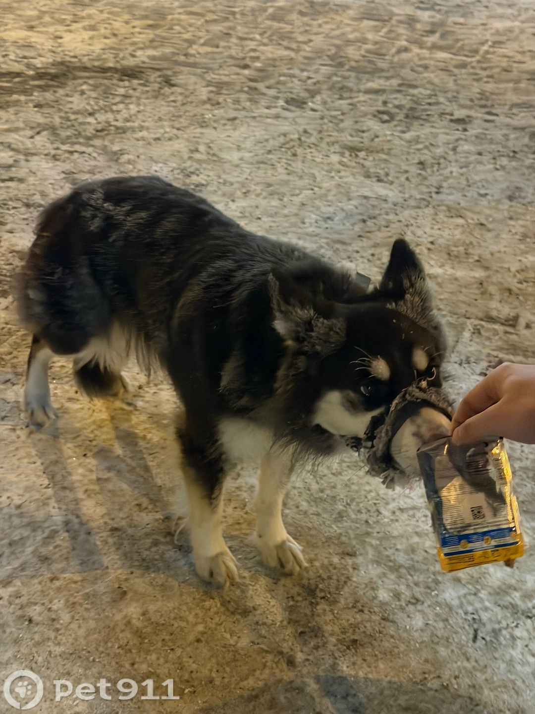 Найдена собака в Иркутске — фото объявления