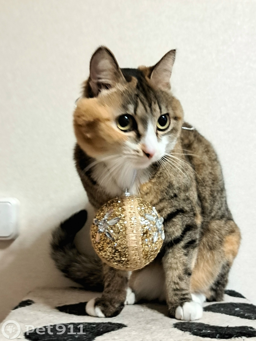 Пропала кошка в Иркутске — фото объявления