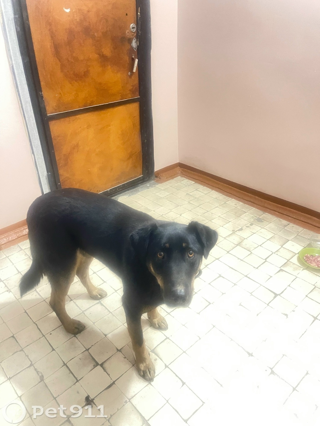 Найдена собака в Иркутске — фото объявления