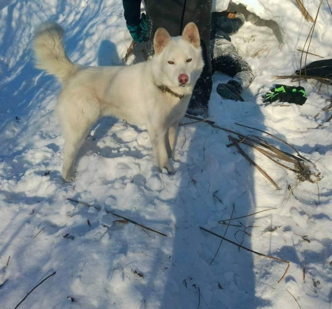 Найдена собака в Иркутске — фото объявления