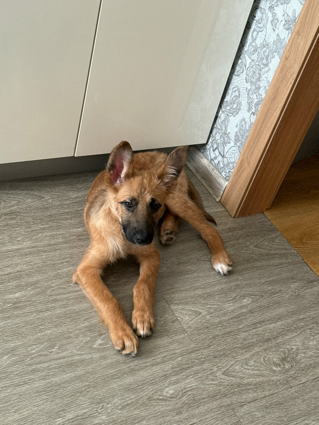 Найдена собака в Иркутске — фото объявления