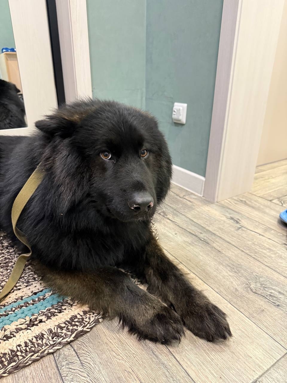 Найдена собака в Иркутске — фото объявления