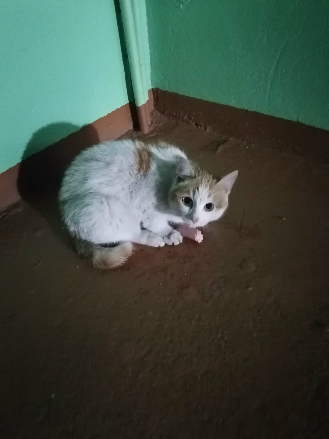 Найдена кошка в Иркутске — фото объявления