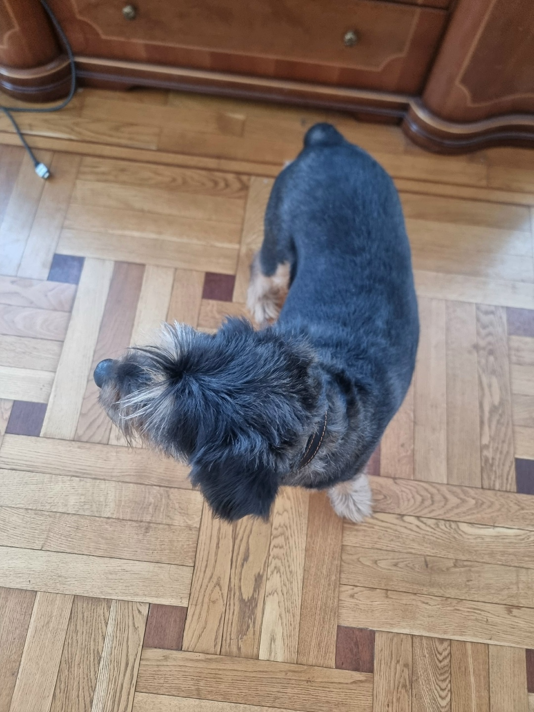 Найдена собака в Иркутске — фото объявления