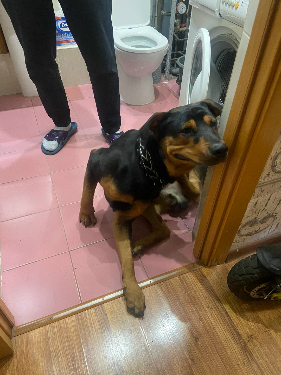 Найдена собака в Иркутске — фото объявления