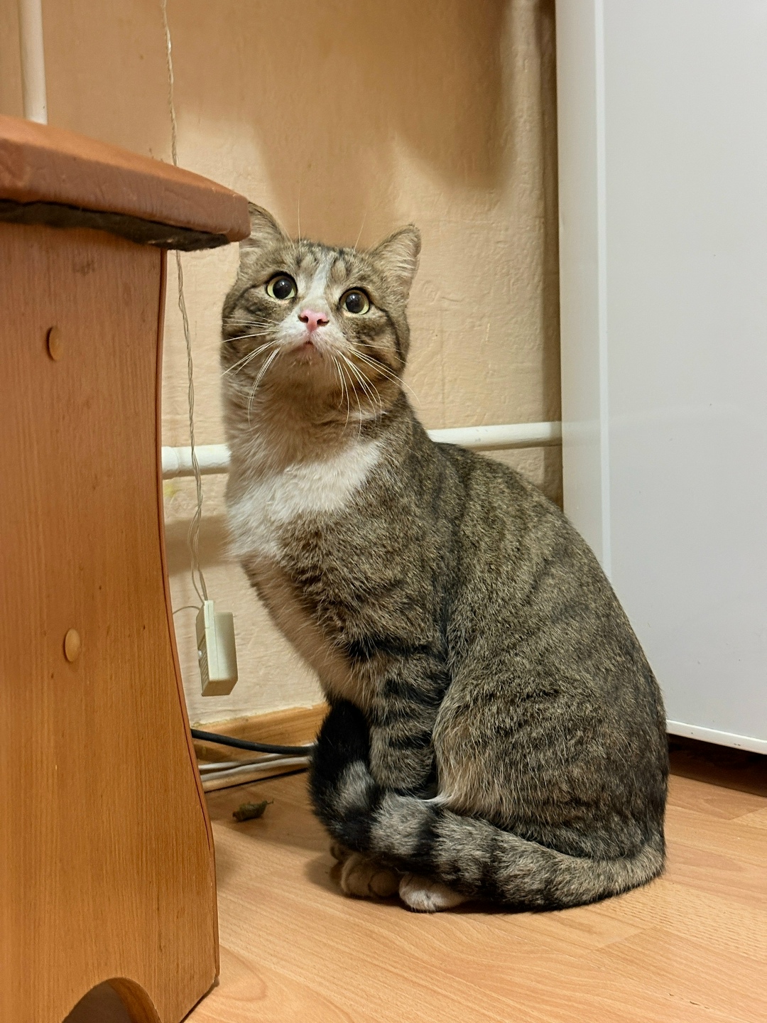 Найдена кошка в Иркутске — фото объявления