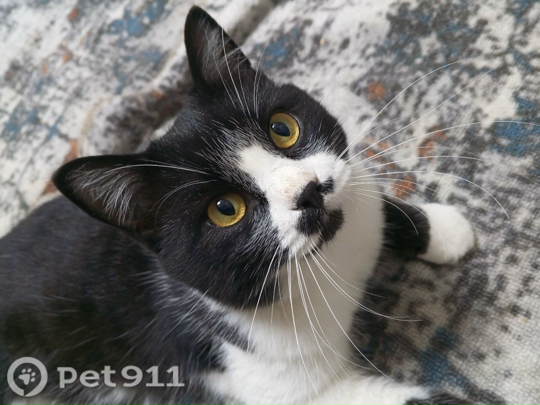 Пропала кошка в Иркутске — фото объявления