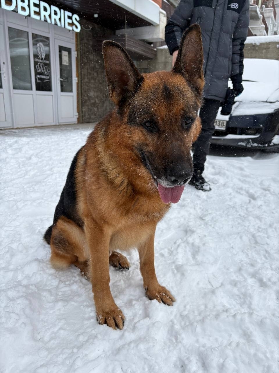 Найдена собака в Иркутске — фото объявления